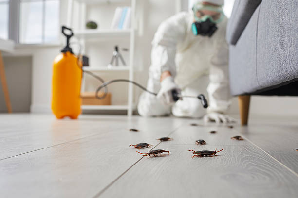 Post-Treatment Bed Bug Interceptor Monitoring in Fort Shawnee
